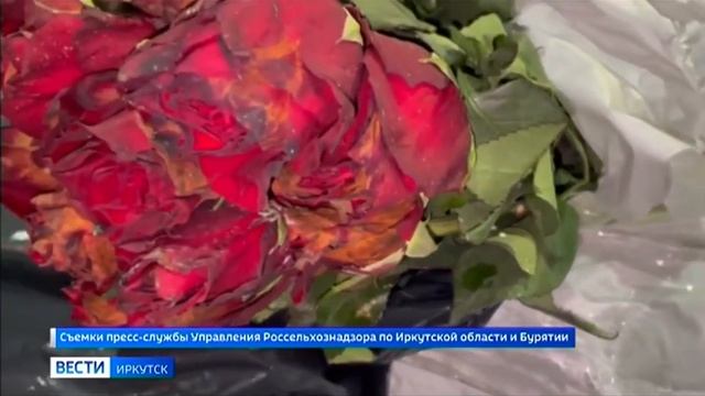 Карантинного вредителя в цветах из Узбекистана обнаружили сотрудники Россельхознадзора в Иркутске смотреть онлайн