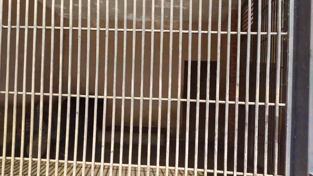 Ряжский зоопарк смотреть онлайн