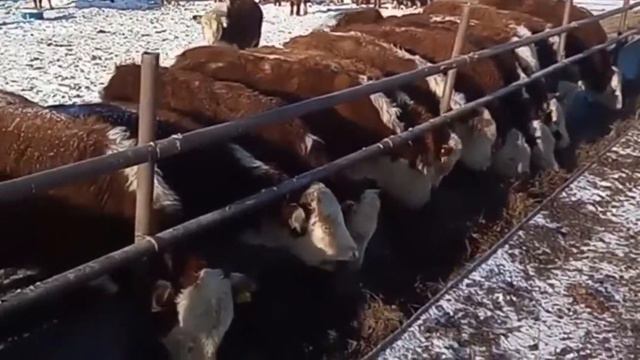 Быки самые большие. Быки на откорме. Быки и коровы. КРС. МЭЦ смотреть онлайн