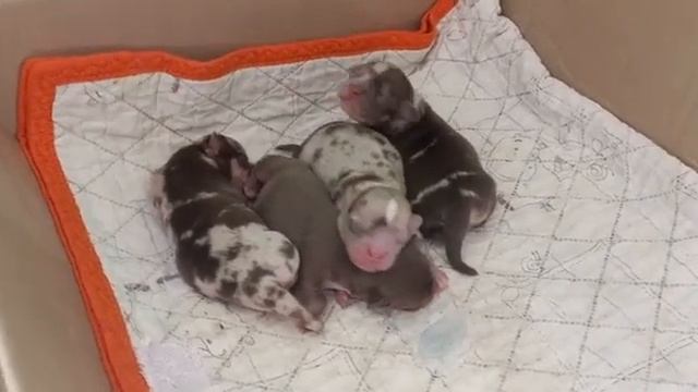 детки чихуахуа Мерле питомник Кастропуло Крым ЛаВанда и Ролекс смотреть онлайн