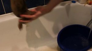 Как мыть собачью шерсть перед прядением