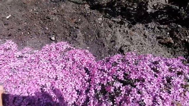 Флокс шиловидный вдоль дорожек смотреть онлайн