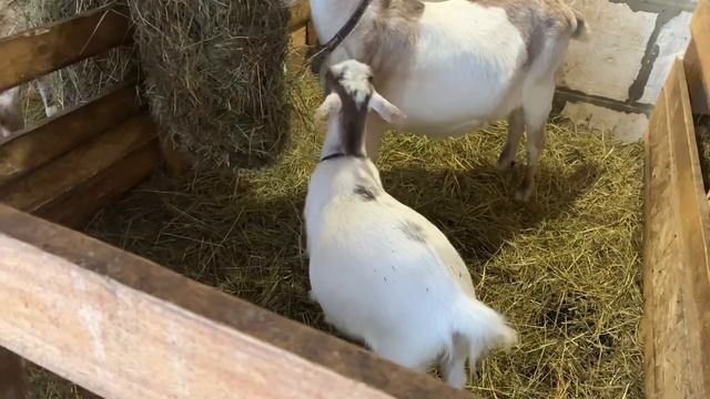 Камерунские козы смотреть онлайн