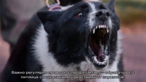 Карельская медвежья собака: описание породы