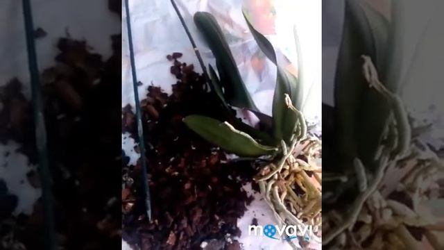 Орхидея после покупки. Что делать? А так же опыление орхидеи! смотреть онлайн