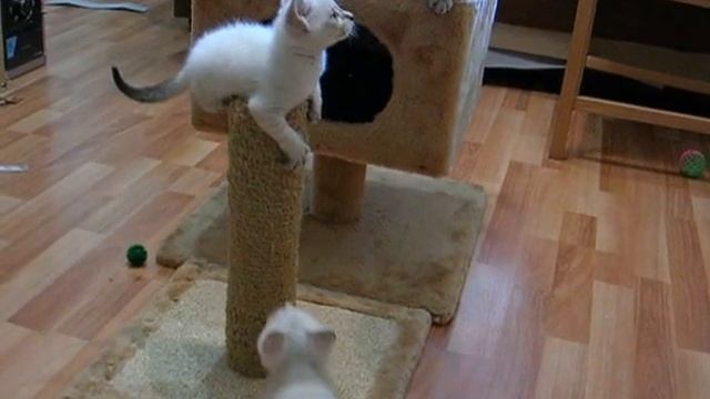 Как тайские котята и их мама играют! Смотреть всем! Тайские кошки - это чудо! Funny Cats смотреть онлайн