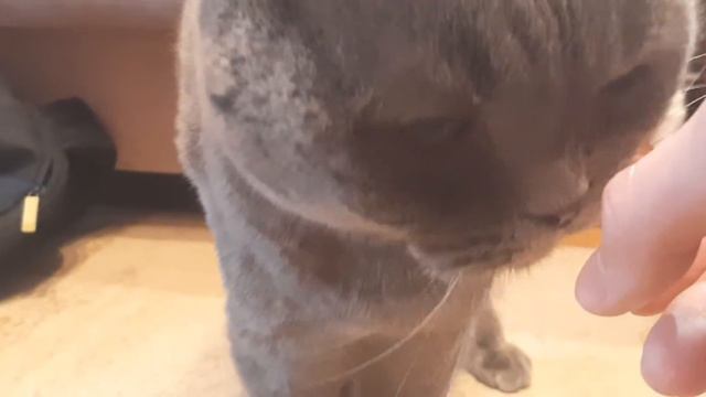 Коты едят лекарственные медикаментозные препараты? смотреть онлайн