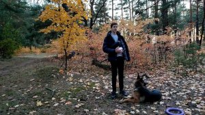 Как приучить собаку ходить в туалет на улице | Как приучить собаку к туалету в отдельном месте