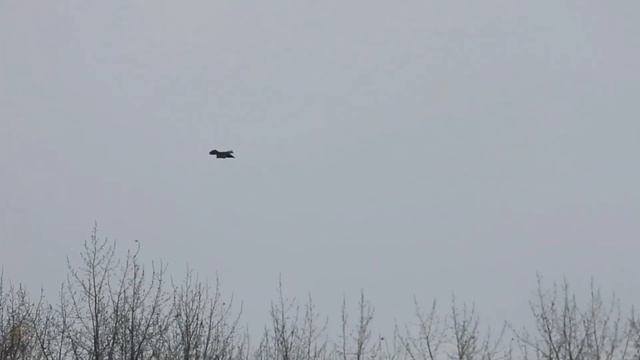 №2655 16 10 2022 Полет ворона и других птиц смотреть онлайн