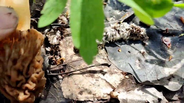 Нарвалась на СМОРЧКИ показываю как я собираю. Разлёгся как БАРИН. ?? смотреть онлайн