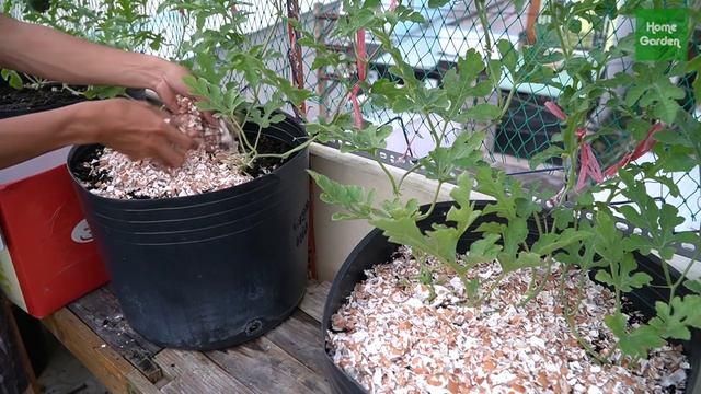 Tí hon, đỏ, ngọt, vỏ mỏng: Trồng dưa hấu treo võng | Tiny, sweet: Growing watermelon hanging hammoc смотреть онлайн