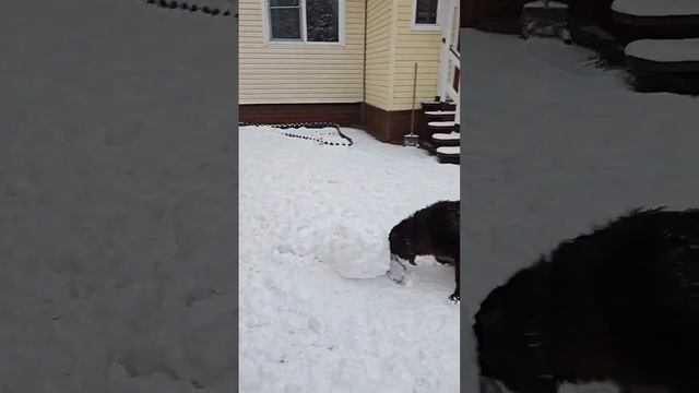 Собака и снежный ком смотреть онлайн