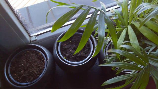 Palm tree Areca, Chamaedorea, Livistona, Liwistona, Chamedora, Areka, King, Phoenix. Breeding start смотреть онлайн