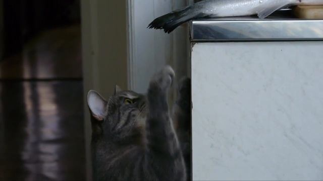 Кот и Рыба смотреть онлайн