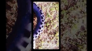 Резина на Минск х250