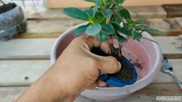 How To Make Bonsai Ficus Tree II Ficus Nana [ficus Mucrocarpa ]