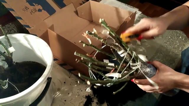 Питомник Роз Элит обзор 2 - й посылки смотреть онлайн