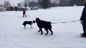 "Волкособ рвёт собак". Реакция Гул'Дана на чужих собак.
