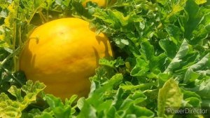 Выращивание арбузов в средней полосе России. Мой опыт выращивания арбузов. Арбузы на 23 июля 2022.