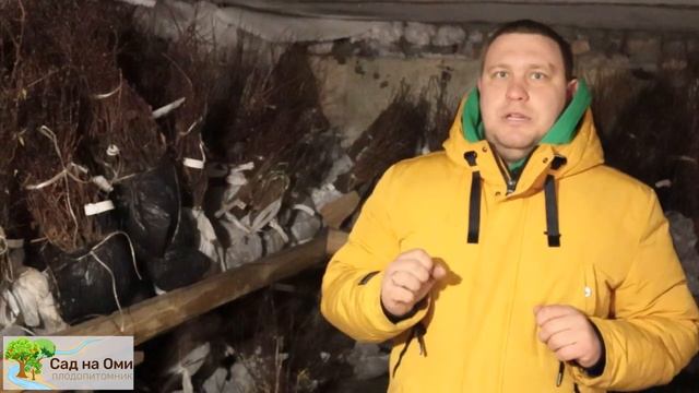 Зимнее хранение саженцев в плодопитомнике смотреть онлайн