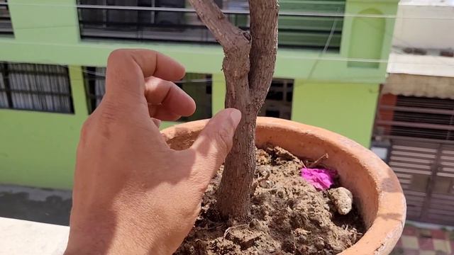 Bougainvillea पर पत्तियों से ज्यादा फूल पाने का और Cutting लगाने का एक सही तरीका смотреть онлайн