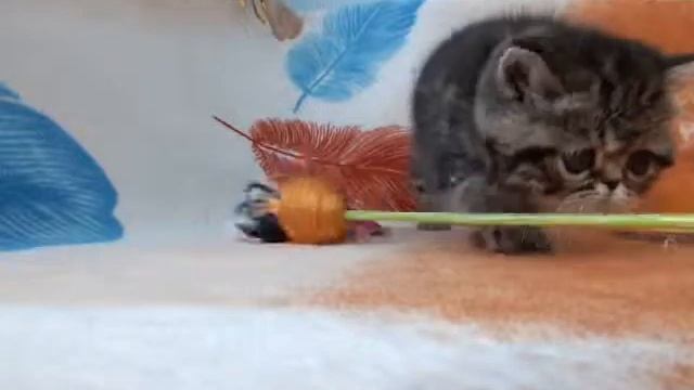 Мраморный котенок экзот смотреть онлайн