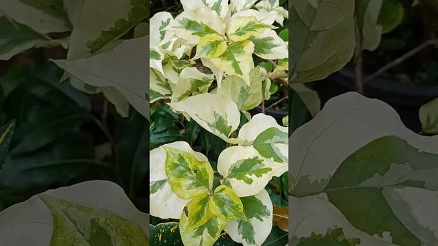 Bougainvillea Rare / Rare Bougainvillea смотреть онлайн