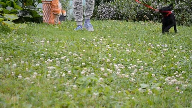 щенок лабрадора Джексон первый раз на поводке смотреть онлайн