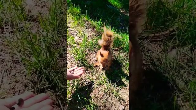 Белочка-отважная☺Покормили-породнились?#лес#белочка#животные#утро#лето#кормимживотных #кормить смотреть онлайн