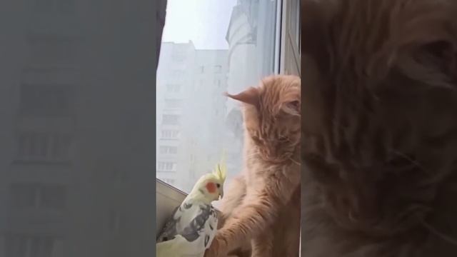 Кошка Ариша и попугай Аркаша ❤#кошка #попугай #кошкаипопугай Стих читает: @AnnaEgoyan смотреть онлайн