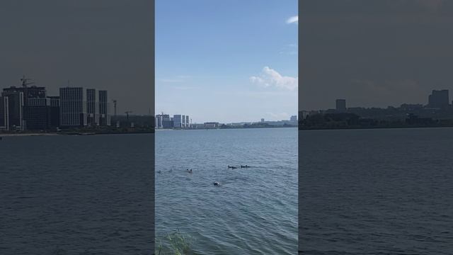 Охота на уток смотреть онлайн