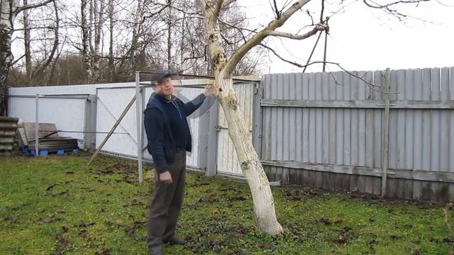 Как избавиться от мха на деревьях смотреть онлайн