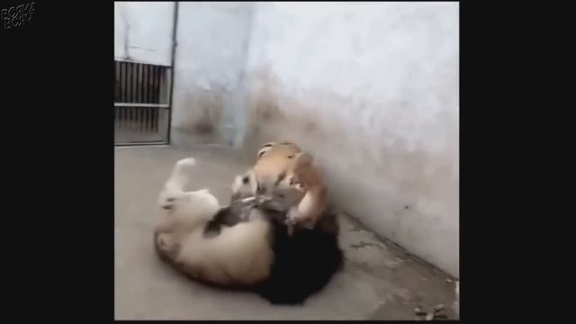 ЛЕВ ПРОТИВ ТИГРА!!! битвы львов и тигров! кто сильней?(реальные схватки)