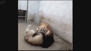 ЛЕВ ПРОТИВ ТИГРА!!! битвы львов и тигров! кто сильней?(реальные схватки)