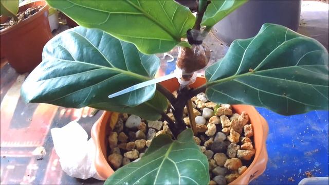 How to Propagate a Young Stem Fiddle Leaf Fig Side Marcot смотреть онлайн