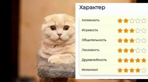 Шотландская порода кошек | Описание характера шотландской вислоухой кошки