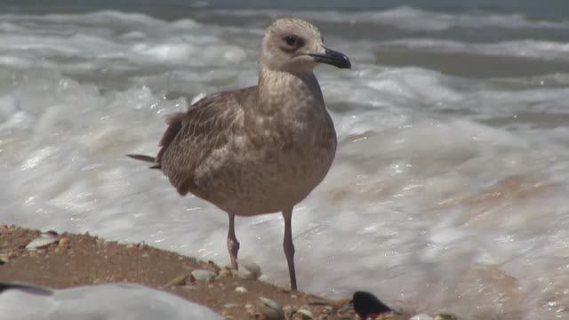 Нижнезаморское. Чайки смотреть онлайн