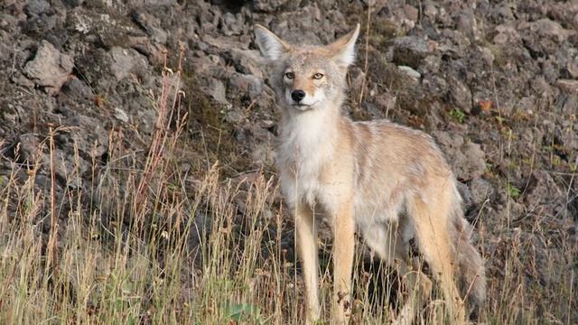 Coyote Country: myth vs fact смотреть онлайн
