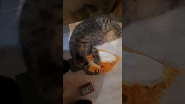 Что делает кошка, когда от вещи пахнет хлоркой.