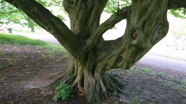 Граб (Avnbøg, Carpinus ). Botanisk have Aarhus, Ботанический сад Орхус, Дания смотреть онлайн