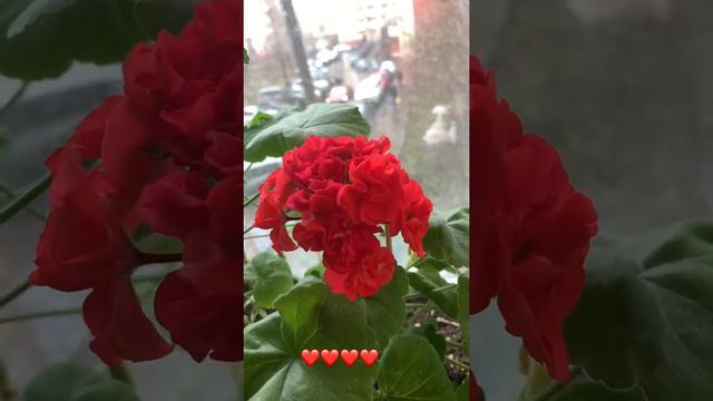 Карликовая розочка- радует и восхищает#пеларгонии смотреть онлайн
