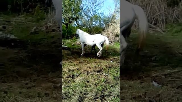 Лошадь родила жеребенка смотреть онлайн