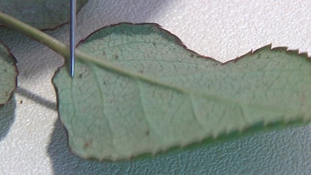 Паутинный клещ. Tetranychidae смотреть онлайн