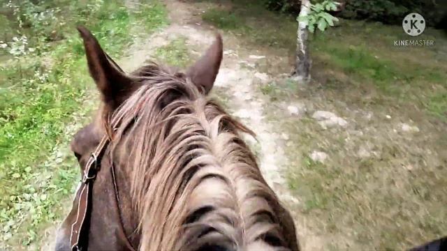 Прогулка на лошади верхом в лес. Подходит ли седло лошади (в конце ролика). смотреть онлайн