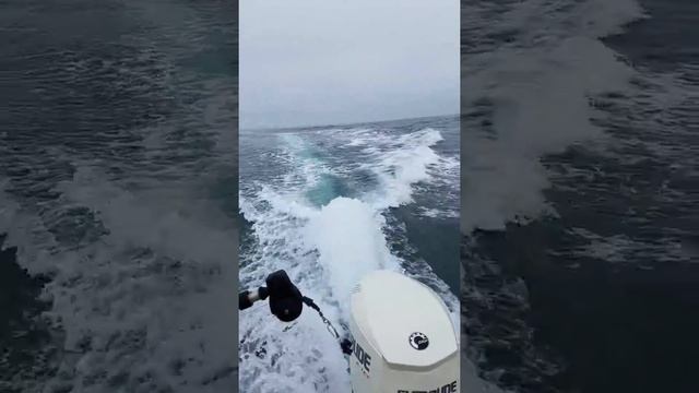 Orca chasing boat смотреть онлайн