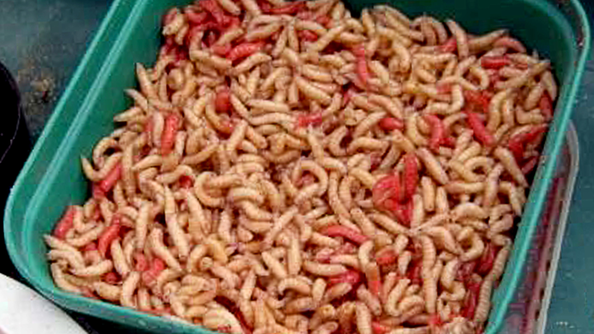 Как долго хранить опарыша. Два способа. смотреть онлайн