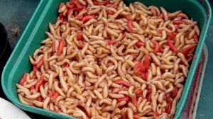 Как долго хранить опарыша. Два способа.