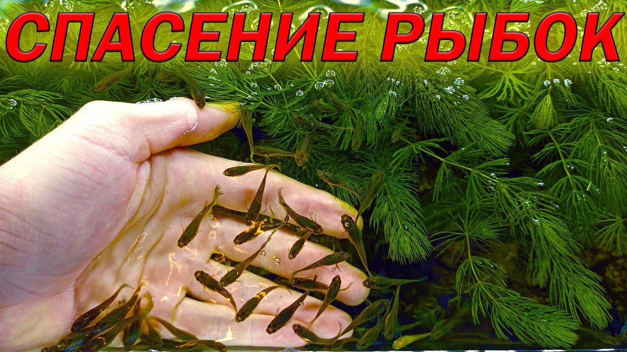 Спасение аквариумных рыбок смотреть онлайн