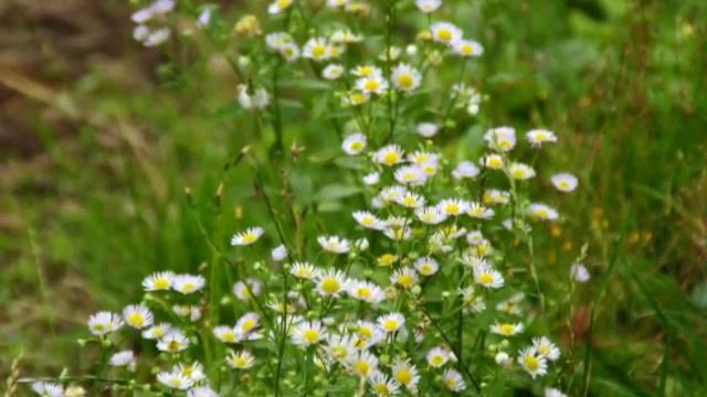 Sony A230 DSLR Test Pictures