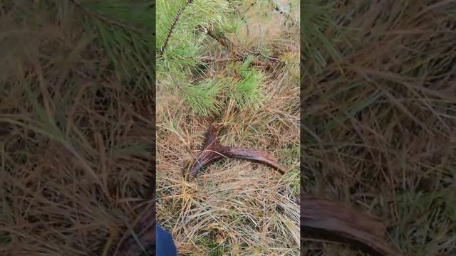 Нашел рог лося на охоте! охота удалась! Поиск рог лося. Poroże zrzuty, zrzuty 2021 Poroże 2021 смотреть онлайн